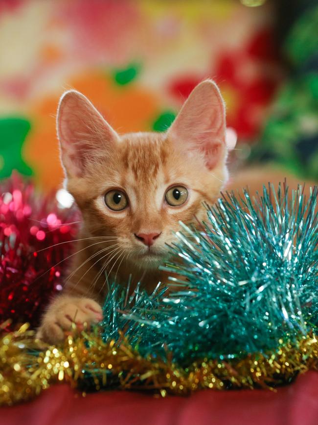 Ringi the kitten in tinsel. Picture: Glenn Campbell