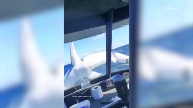 Watch Moment Huge Shark Jumps Onto Fishing Boat: 'We Were Lucky