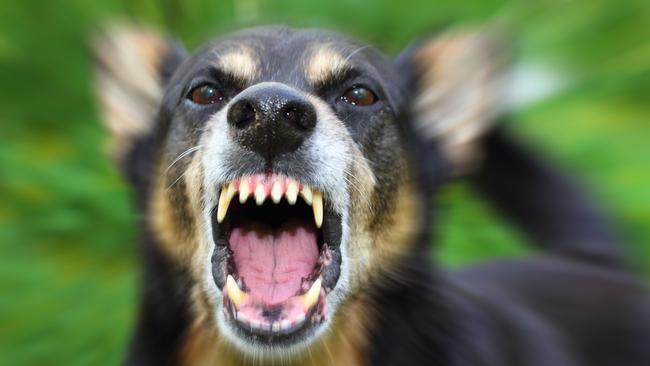 A woman has been fined by a magistrate after her dogs mauled a jogger in Point Cook last year. Picture: generic