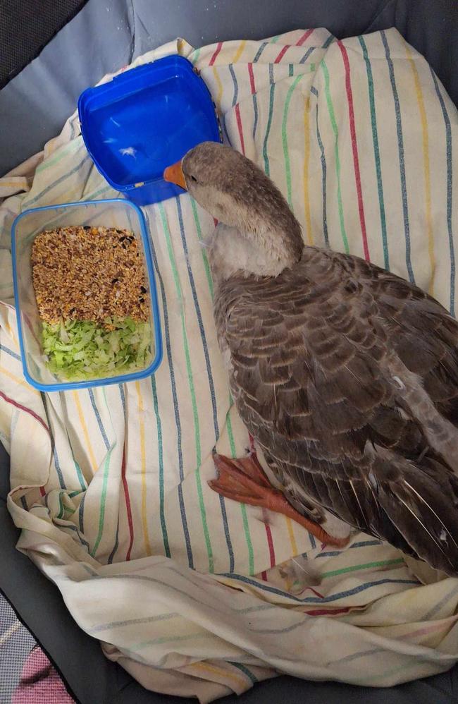 Ms Morgan often cares for injured ducks and geese in the area. Photo: Robin Morgan