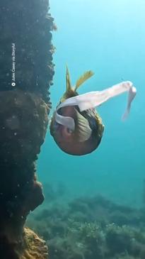 Pufferfish does the most majestic poop ever in WA