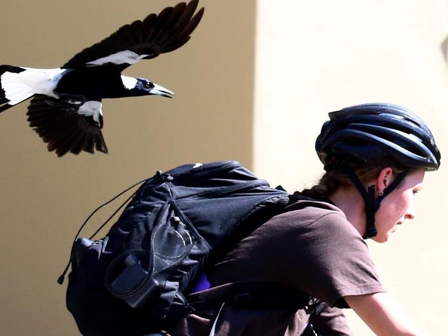 Magpies are swooping cyclists mainly in Sandford Street, St Lucia. The magpie family has built a nest in the street. St Lucia Monday 30th August 2021 Picture David Clark