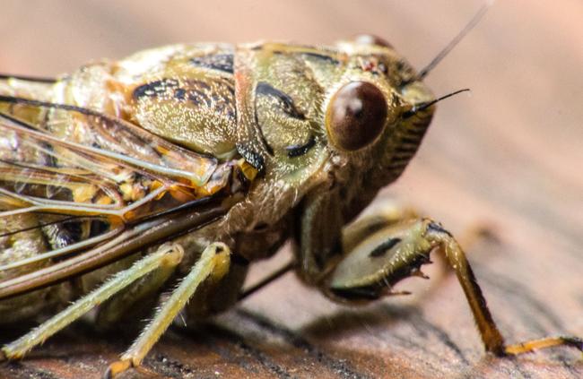 Macarthur is home to the loudest insects in the world. Picture: Laurie Wilson.