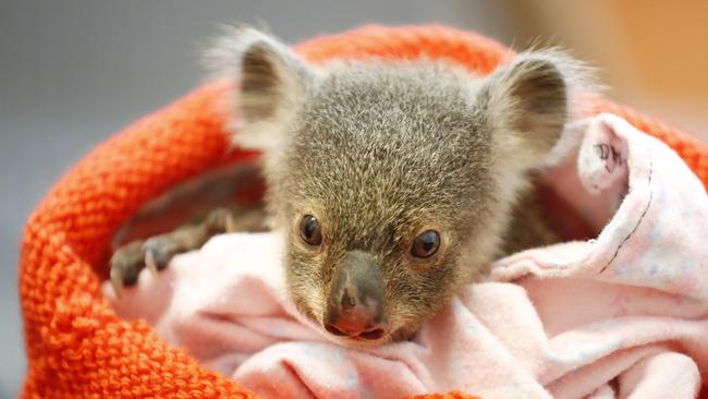 Koala Bertie, pictured at the RSPCA, after being found following a road accident. (Image/Josh Woning)