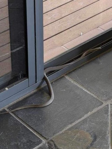 An eastern brown snake inside a home at Golden Grove this week. Picture: Snake Catchers Adelaide