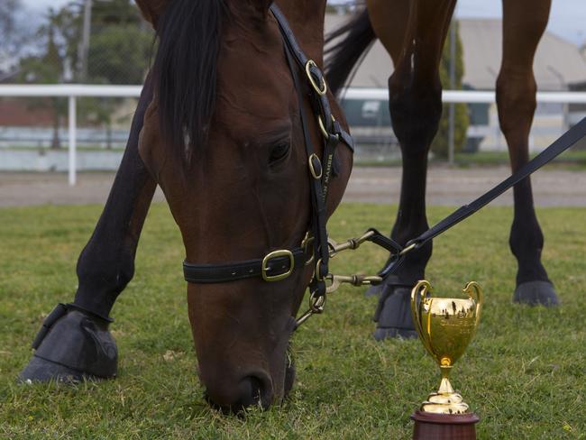 Jameka ignores her prize as she enjoys a nibble on Sunday. Picture: Richard Serong