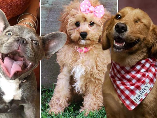 Puppy power list. Vote for Queensland's cutest dog. Photo: Supplied