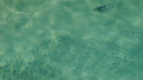 Aerial footage of a shark sighting at Bondi in Sydney.