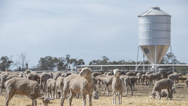 Lambs in the feedlot. Picture: Zoe Phillips