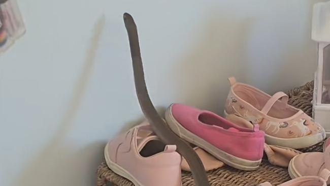 An eastern brown snake was discovered slithering across a toddler’s shoe collection. Picture: TikTok