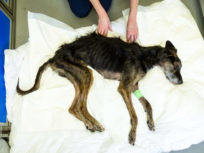 Atticus suffered ‘horrific’ mistreatment. Picture: Jason Edwards