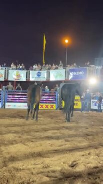 Action from the jam-packed Round 1 of the Noonamah Tavern Rodeo 2024.