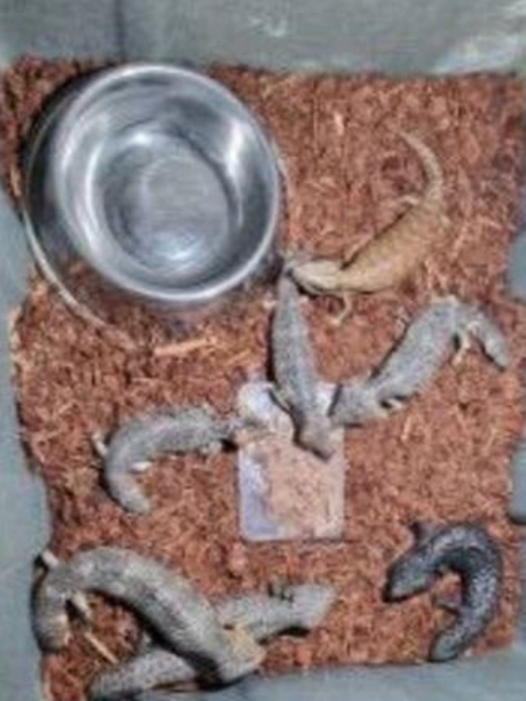 Police said live snakes and eggs were also found in the search. Picture: NSW Police