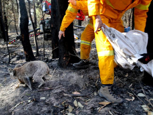 Volunteers search the fire ground for injured and burnt koalas. Picture: Nathan Edwards