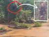 Man found clinging to tree in croc-infested waters