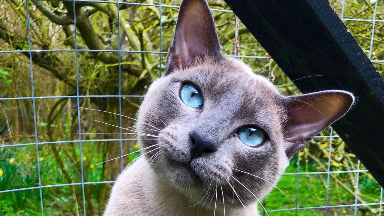 Indoor versus outlet outdoor cats