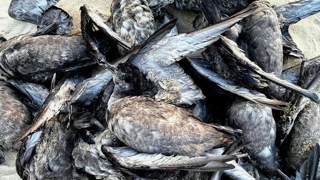 A pile of dead Short-Tailed Shearwaters found on One Mile Beach. Picture: Silke Stuckenbrock/Adrift Lab