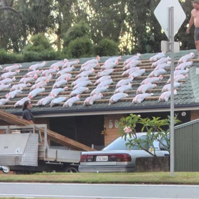 A Brisbane man is facing backlash after stacking dozens of sandbags on his roof in preparation for Cyclone Alfred. Picture: Instagram