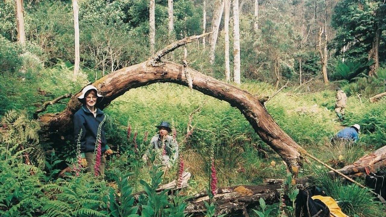 BUSH HERITAGE: Volunteers hand weeding foxglove.