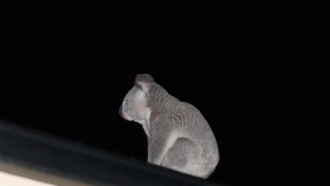 A koala spotted in a St Helens Park backward recently. Picture: Help Save the Wildlife and Bushlands in Campbelltown