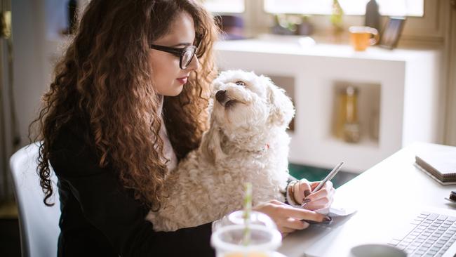 Stylish brunette working from home in her home office and holding her dog in her lap.