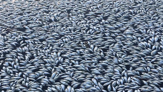 The horrifying sight of thousands of dead fish floating in the Darling River near the Menindee Lakes. Picture: Robert Gregory/AFP Photo