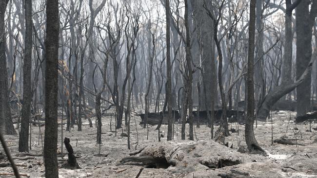 From the dust of the barren fire grounds, the most remarkable Australian spirit has arisen. Picture: David Caird