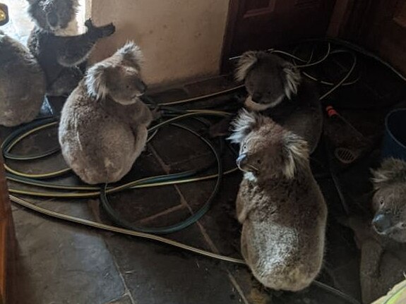 This image of six koalas huddled in a laundry after they were rescued by volunteer firefighter Adam Mudge went viral. Picture: Adam Mudge/CFS