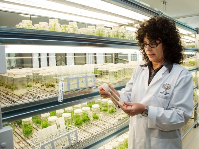 A worker inspects a specimen in the tissue culture room at PlantBank. Picture: PlantBank.