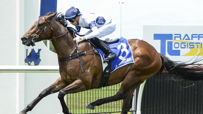 Time To Boogie can bounce back from his first-up defeat with a win at Gosford on Thursday. Picture: Bradley Photos