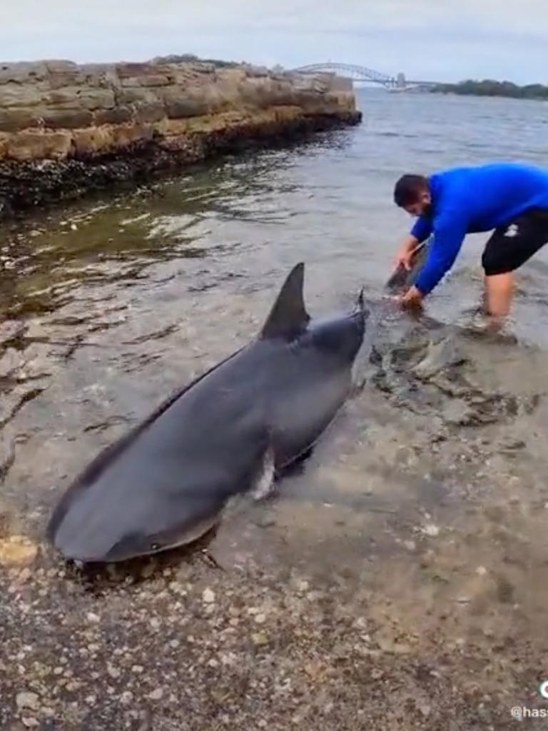 Mr Alameri told concerned commenters on TikTok that the shark “swam strong to fight another day”. Picture: TikTok / @huss_fish