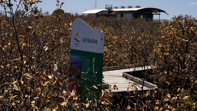 St Kilda residents are concerned what the mangroves die-off could mean for the town. Picture: Alex Mausolf