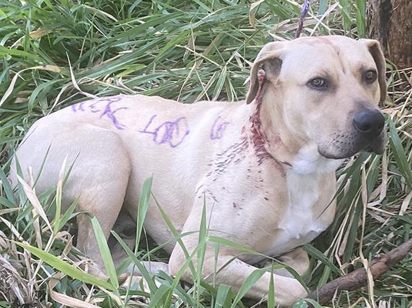 The Mastiff was found tied to a tree at Boronia Heights, suffering puncture wounds on the neck and texta drawings on the body. Supplied.