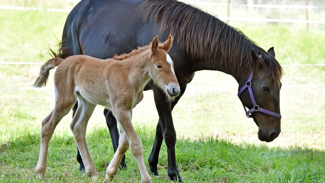 Newborn Suffolk Punch filly with mare Becky, at Glenworth Valley on Friday 10th November 2017. The Suffolk Punch is a rare large horse breed similar to a Clydesdale. (AAP IMAGE / Troy Snook)