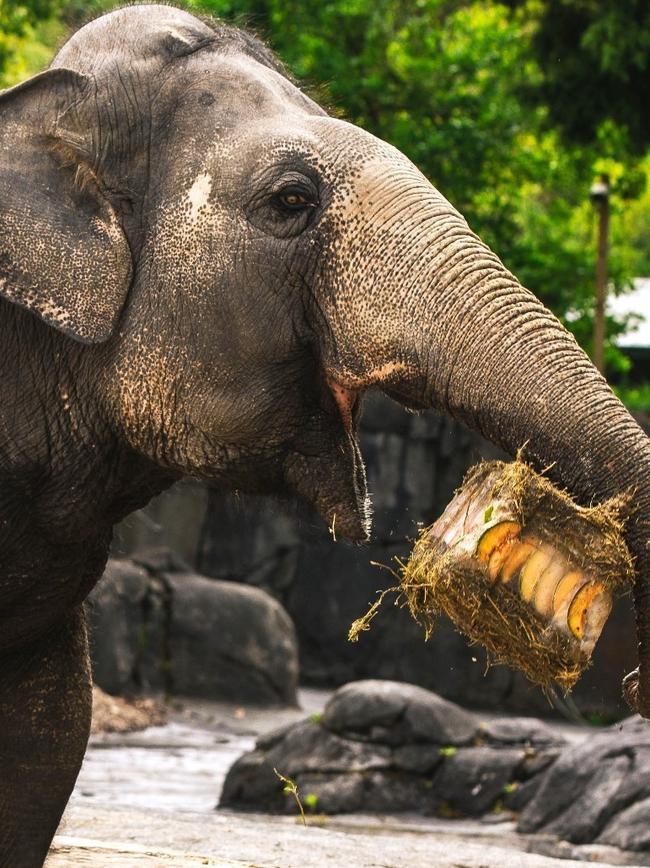 Burma the Elephant is making the journey across the ditch from Auckland Zoo. Picture: Auckland Zoo