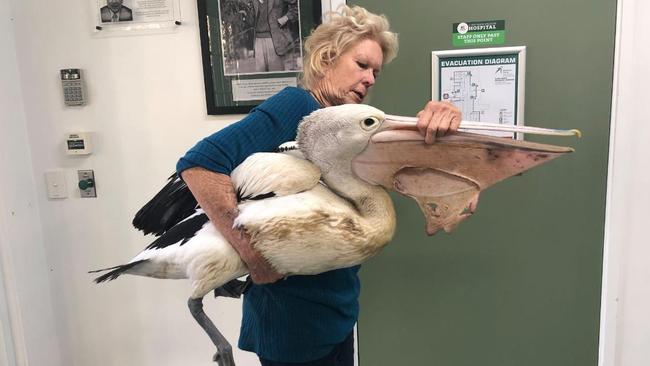 The pelican tragically passed away. Picture: Tweed Valley Wildlife Carers