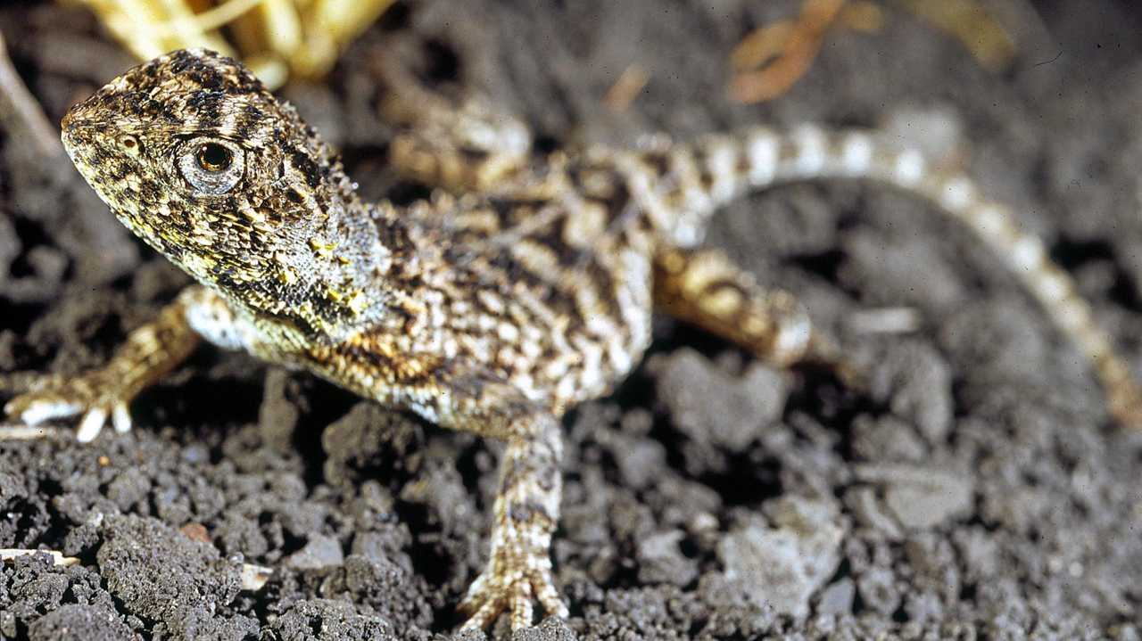 ENDANGERED SPECIES: A number of Condamine Earless Dragons were found at the Oakey Solar Farm. Picture: Robert Ashdown