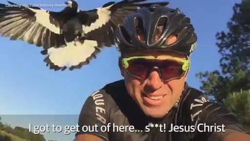 Magpie swoops on helpless cyclist