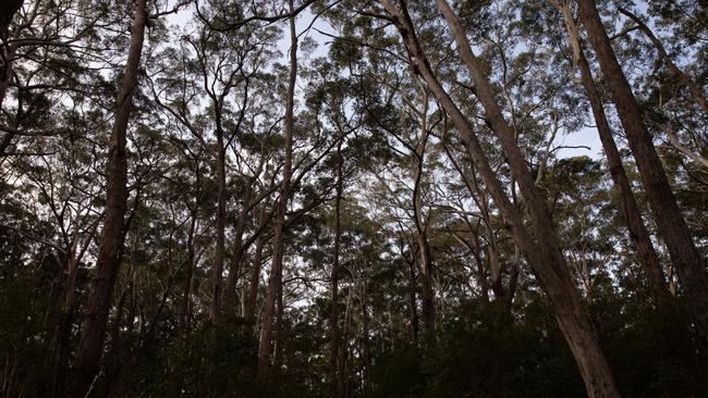 A large swath of bushland on the edge of Manyana is earmarked for another new residential development being fought by local activists. Picture: Nathan Schmidt