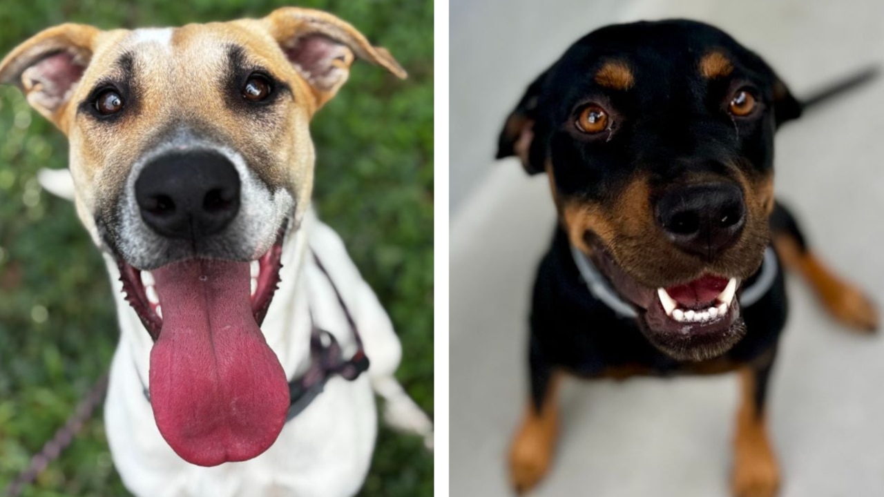Paw-sitively perfect pups looking for forever homes