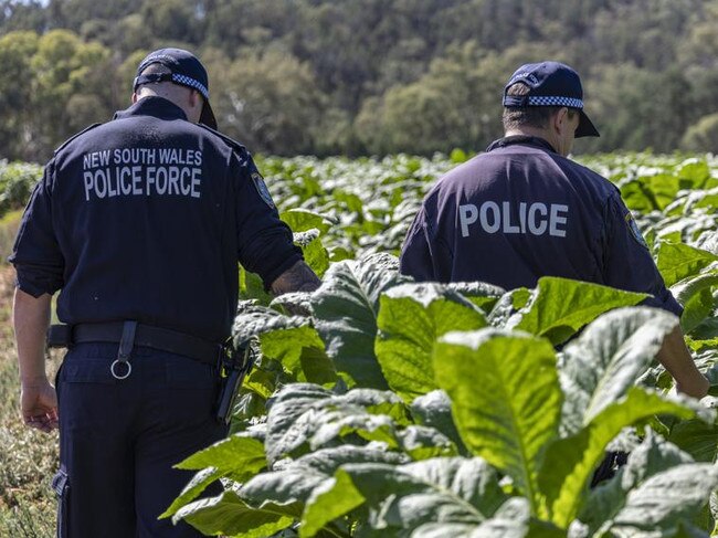 Police raided the illegal tobacco plantation in central west NSW. Picture: NSW Police