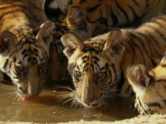 Raj Bhera’s four cubs, around 4 months old, drinking from a sandy pool that has been filled up by the recent monsoon