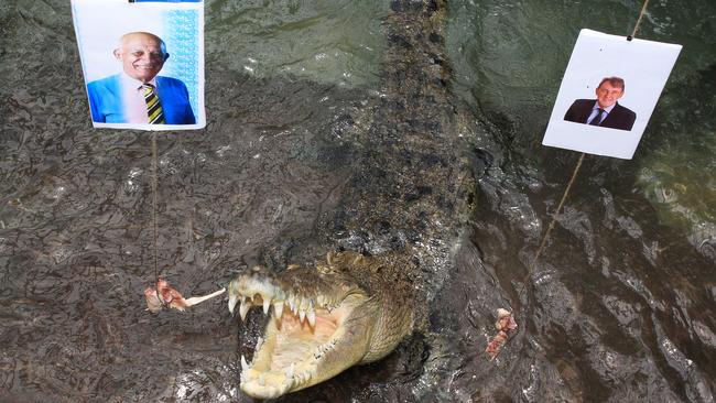 Goliath, the 56-year-old crocodile, makes a snap choice for his pick between 2016 mayoral candidates Bob Manning and Jim Brooks. Picture: Justin Brierty