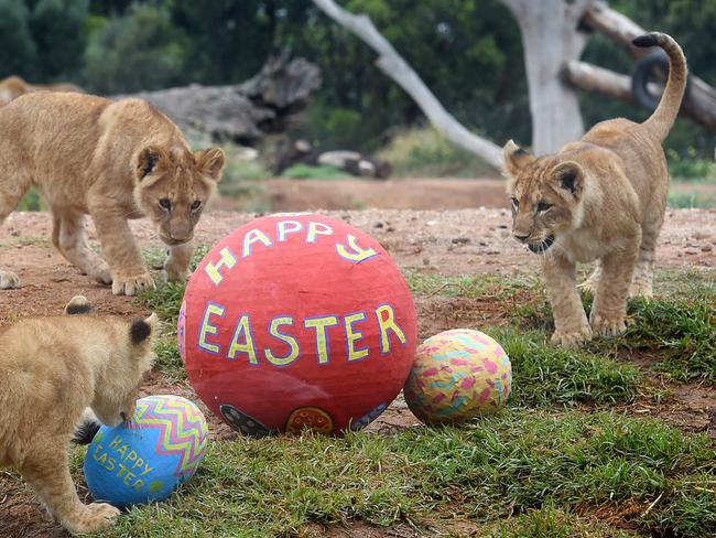 Happy Easter, from these lions, by the way. Picture: Nicole Garmston