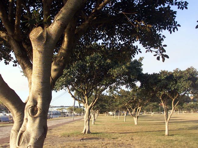 The foreshore in Bicentennial park in Glebe where friable and bonded asbestos was found. Picture: Chris Hyde