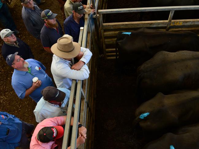 LIVESTOCK: Pakenham Feature Female SalePakenham feature female cattle sale.Pictured: Generic beef cattle and saleyards. PICTURE: ZOE PHILLIPS