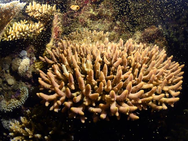 Scientists said that coral polyps are already starting to form following the trial. Picture: Peter Harrison