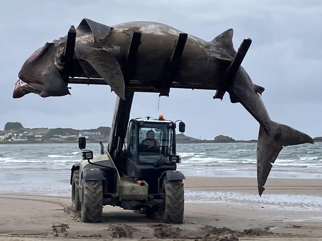 Story from Jam Press (Giant Shark UK)  Pictured: The giant basking shark being removed from Maidens Beach.  VIDEO: Horrific moment gigantic 24ft SHARK washes up on UK beach  A giant shark has been spotted washed up on a UK beach Ã¢â¬âÃÂ leaving beachgoers in shock.  The basking shark, sometimes known as a Ã¢â¬ÅToothless Bruce,Ã¢â¬Â is the second largest fish in our oceans.  At first, it was thought to be a whale, until Yolanda McCall, from Ayrshire, Scotland, contacted British Divers Marine Life Rescue (BDLMR) and Scottish Marine Animal Stranding Scheme (SMASS) teams.  The shark, which measures a whopping 24ft, was sadly pronounced dead at the scene on Maidens Beach on Sunday evening (30 June 2024).  Ã¢â¬ÅIt was tangled in a long loop of rope, in its mouth and caught around its tail,Ã¢â¬Â Yolanda told What's The Jam.  Ã¢â¬ÅThe creature was bobbing around in the water and we couldn't tell if it was dead or alive.  Ã¢â¬ÅI wanted to try to help it, if it was alive and floundering, so I put on a wetsuit and got in the water to check.  Ã¢â¬ÅSadly it was dead, but it looked very complete, a recent death.  Ã¢â¬ÅMaybe it got tired trying to free itself.Ã¢â¬Â  Officials, including the coastguard, identified the animal as a basking shark.  She added: Ã¢â¬ÅAfter the tide went out, we could see the full beautiful big creature.  Ã¢â¬Å[ItÃ¢â¬â¢s] very sad.Ã¢â¬Â  ENDS  EDITORÃ¢â¬â¢S NOTES: Video Usage Licence: (EXCLUSIVE) We have obtained an exclusive licence from the copyright holder. A copy of the licence is available on request.  Video Restrictions: None.