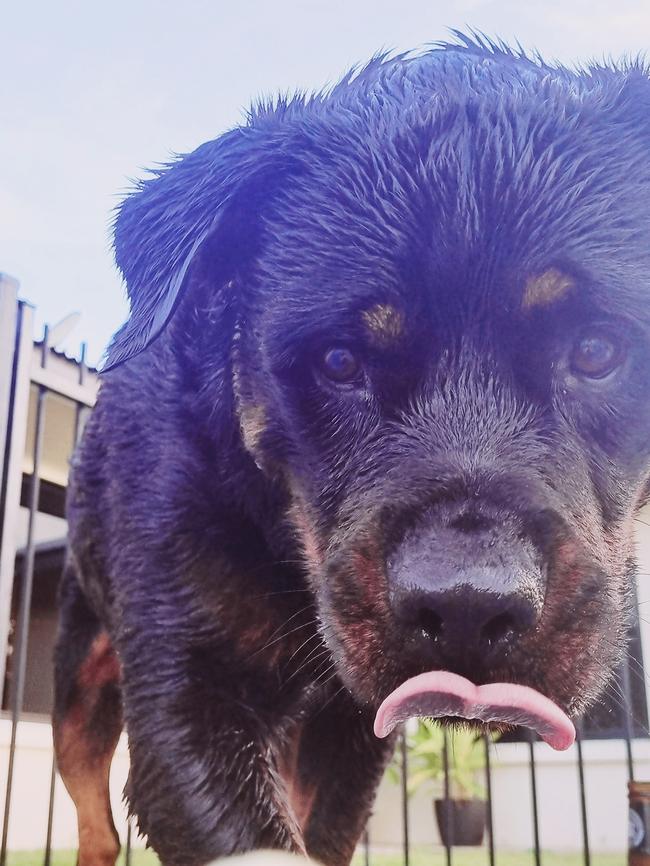 Onyx, sent in by Rebecca Neville, Seaford Rise.