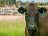 No beef with double income: Gas riches help cattle farmers survive